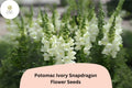 Antirrhinum majus Potomac Ivory Snapdragon Seeds â€“ 1000+ Elegant Creamy White Blooms for Garden & Bouquets