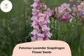 Antirrhinum majus Potomac Lavender Snapdragon Seeds â€“ 1000+ Soft Purple Blooms for Garden & Cut Flowers