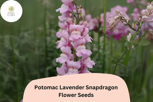 Antirrhinum majus Potomac Lavender Snapdragon Seeds â€“ 1000+ Soft Purple Blooms for Garden & Cut Flowers