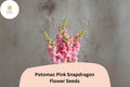 Antirrhinum majus Potomac Pink Snapdragon Seeds â€“ 1000+ Soft Pink Blooms for Garden & Cut Flowers