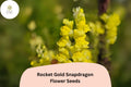 Antirrhinum majus Rocket Gold Snapdragon Seeds â€“ 1000+ Bright Golden-Yellow Blooms for Garden & Cut Flowers
