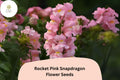Antirrhinum majus Rocket Pink Snapdragon Seeds â€“ 1000+ Vibrant Pink Blooms for Garden & Cut Flowers