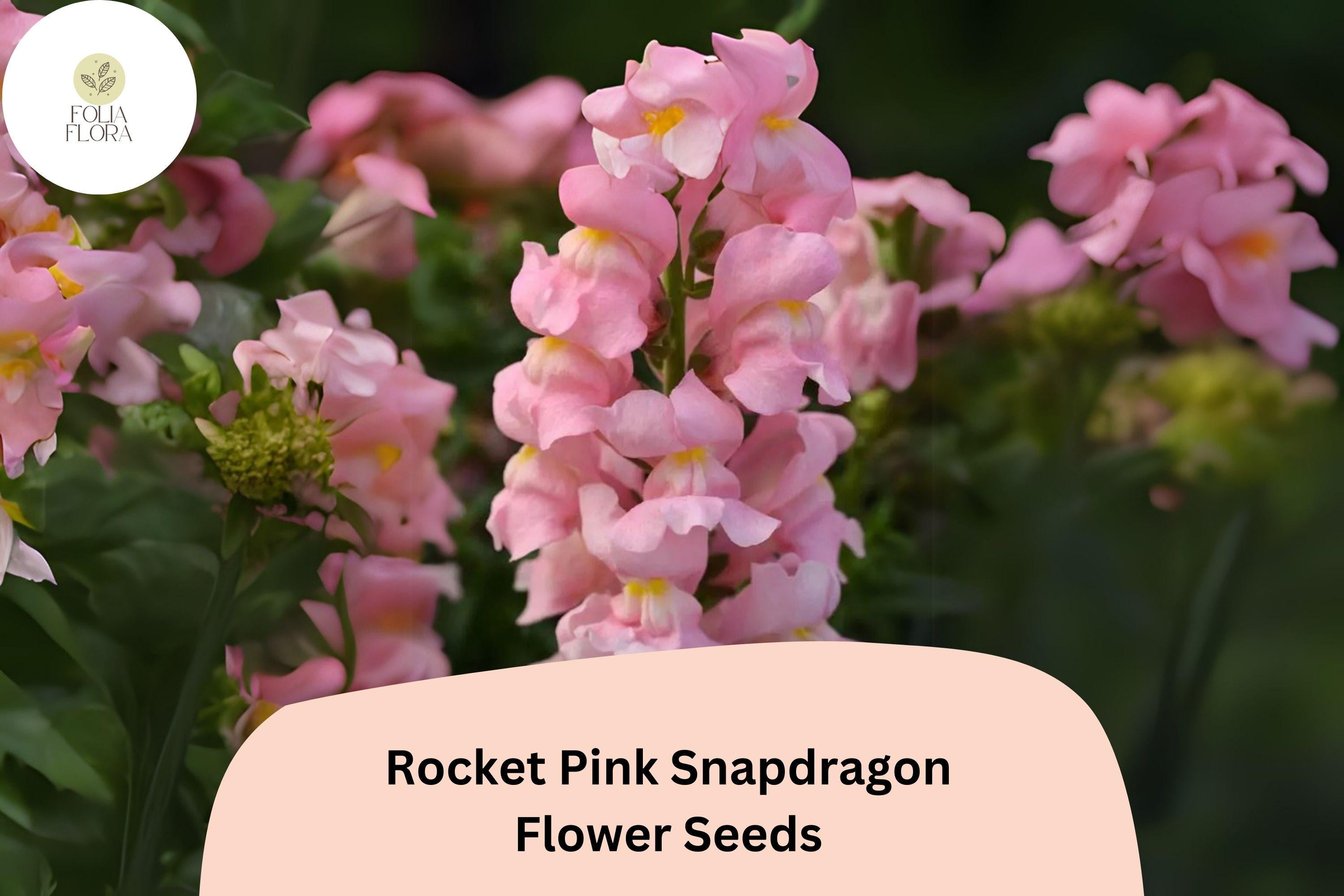 Antirrhinum majus Rocket Pink Snapdragon Seeds â€“ 1000+ Vibrant Pink Blooms for Garden & Cut Flowers