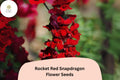 Antirrhinum majus Rocket Red Snapdragon Seeds â€“ 1000+ Bold Red Blooms for Garden & Cut Flowers