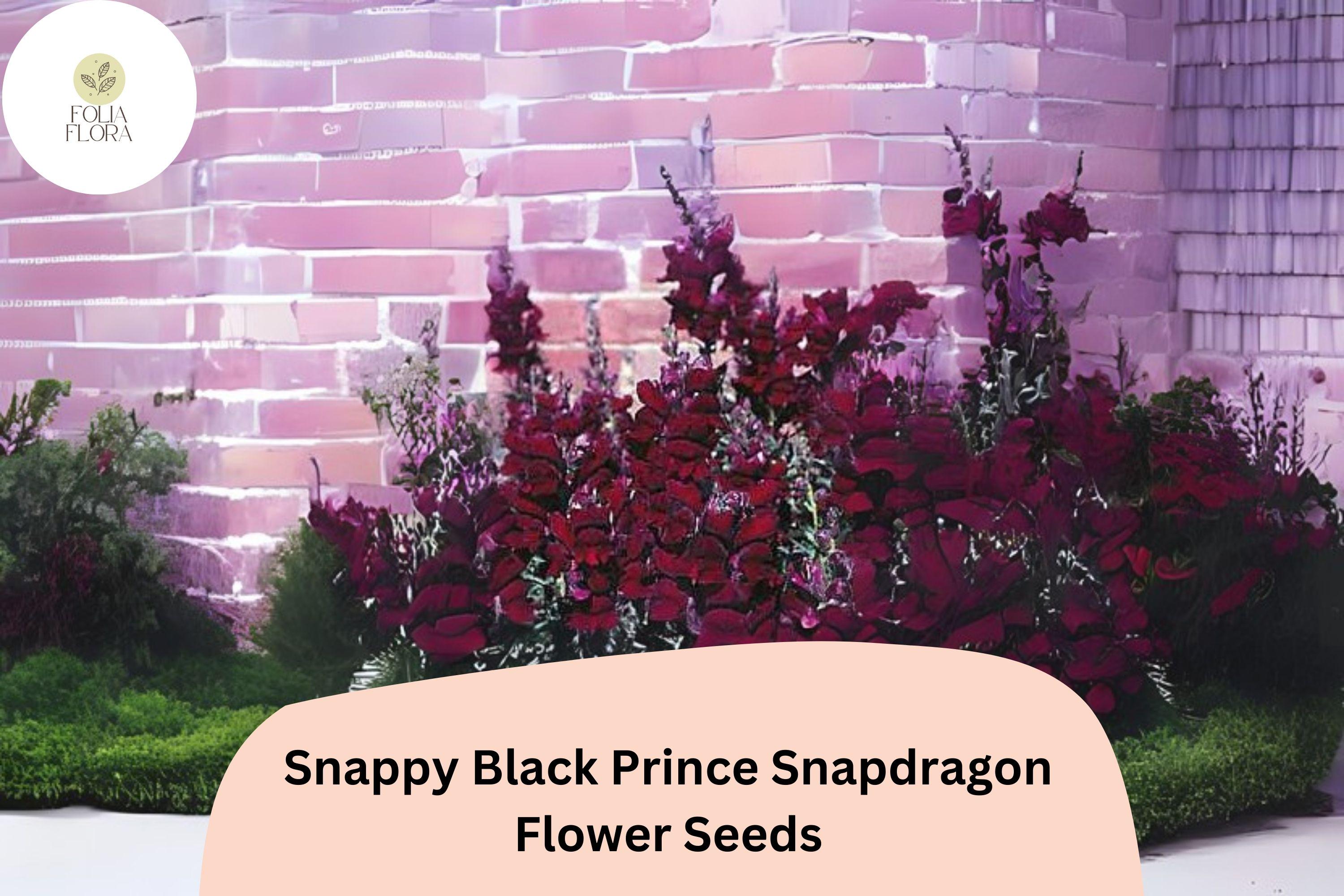 Antirrhinum majus Snappy Black Prince Snapdragon Seeds â€“ 1000+ Deep Red Blooms for Garden & Bouquets