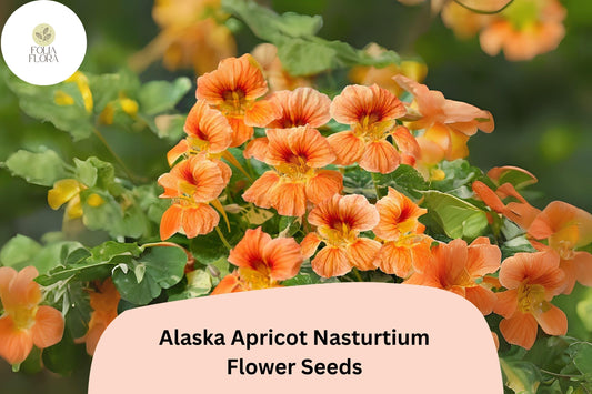 Alaska Apricot Nasturtium Seeds â€“ Variegated Foliage, Edible Peach Blooms