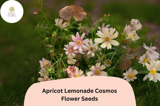 Cosmos bipinnatus Apricot Lemonade Seeds â€“ 200+ Pastel Blooms for Garden & Cut Flowers