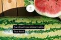 Citrullus lanatus Carolina Cross Watermelon Seeds â€“ 50+ Giant Sweet Watermelons Up to 200 lbs
