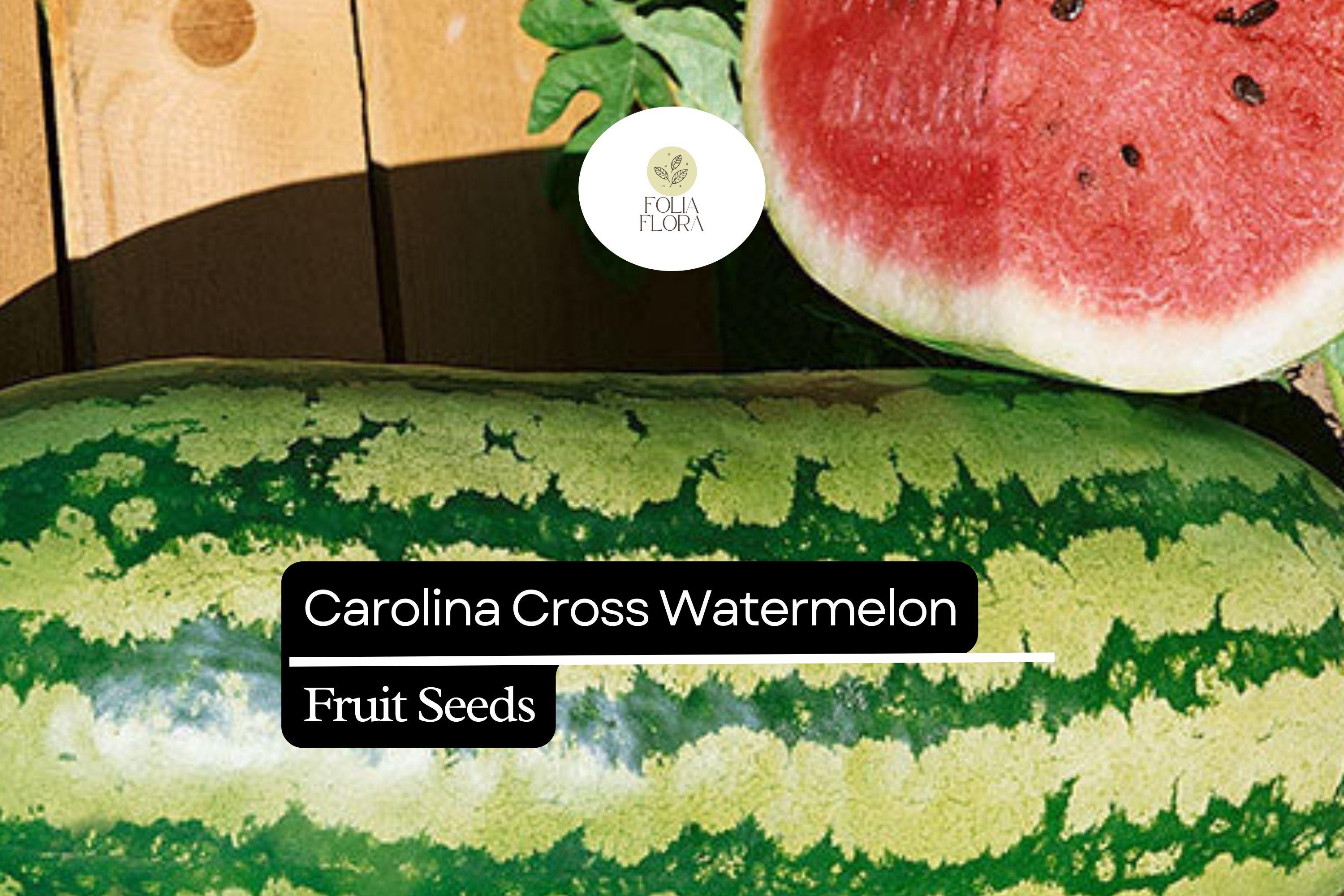 Citrullus lanatus Carolina Cross Watermelon Seeds â€“ 50+ Giant Sweet Watermelons Up to 200 lbs