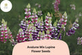 Avalune Mix Lupine Seeds â€“ Bicolor Wildflowers, Pollinator Garden