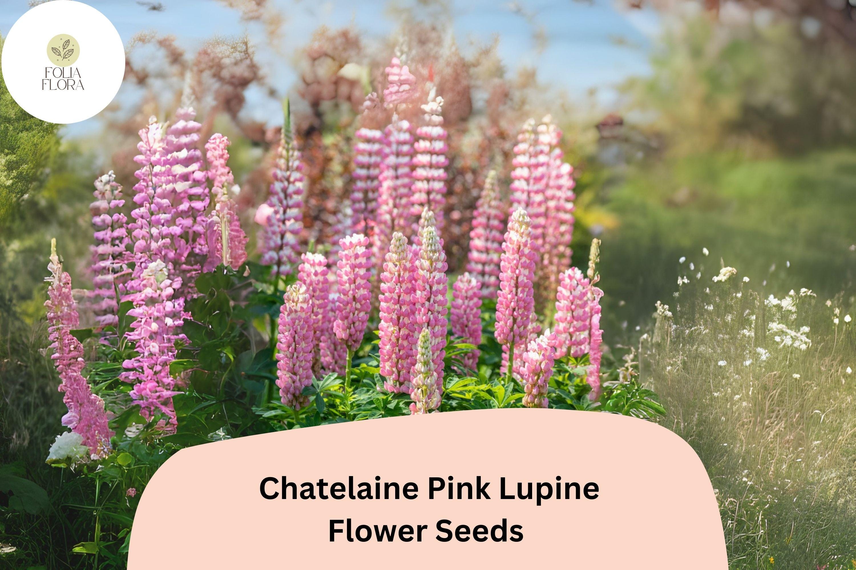 Lupinus â€˜Chatelaine Pinkâ€™ Lupine Seeds â€“ 25+ Elegant Pink Blooms for Pollinator Gardens