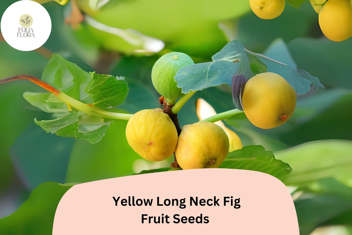 Yellow Long Neck Fig Seeds â€“ Ficus Carica, Sweet & Large Figs
