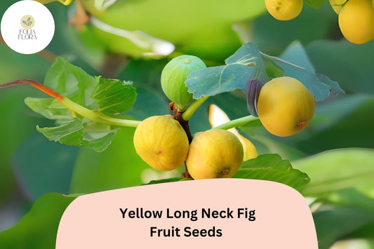 Yellow Long Neck Fig Seeds â€“ Ficus Carica, Sweet & Large Figs