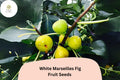 100+ White Marseilles Fig Seeds â€“ Grow Ficus carica Sweet Heirloom Figs for Garden & Home