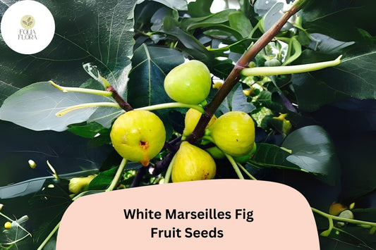 100+ White Marseilles Fig Seeds â€“ Grow Ficus carica Sweet Heirloom Figs for Garden & Home