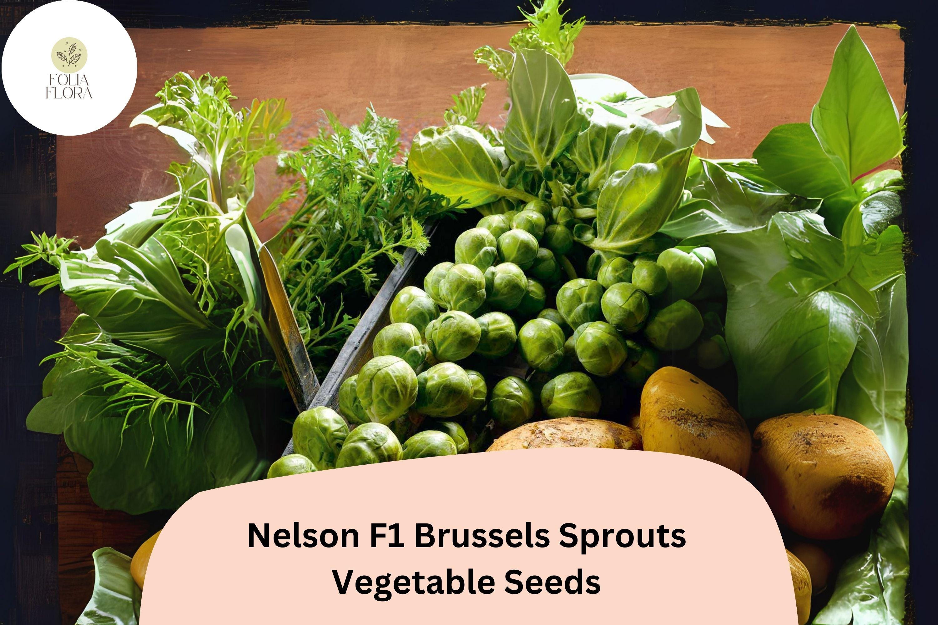 500+ Nelson F1 Brussels Sprouts Seeds â€“ High-Yield Hybrid for Garden & Home Growing