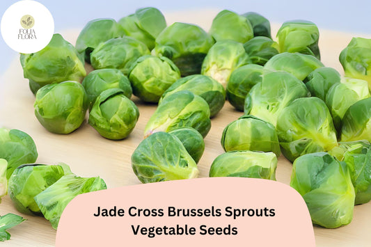 500+ Jade Cross Brussels Sprouts Seeds â€“ Compact, High-Yield & Cold-Hardy Variety