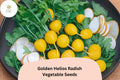 500+ Golden Helios Radish Seeds â€“ Heirloom, Mild & Crisp Yellow Radish