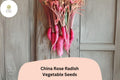 500+ China Rose Radish Seeds â€“ Heirloom, Crisp & Spicy Winter Radish