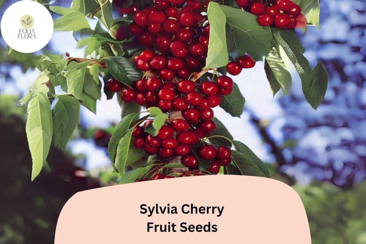 10+ Sylvia Cherry Seeds â€“ Sweet, Juicy, Compact Tree for Home Gardens