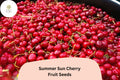 10+ Summer Sun Cherry Seeds â€“ Sweet, Juicy, High-Yield Cherry Tree