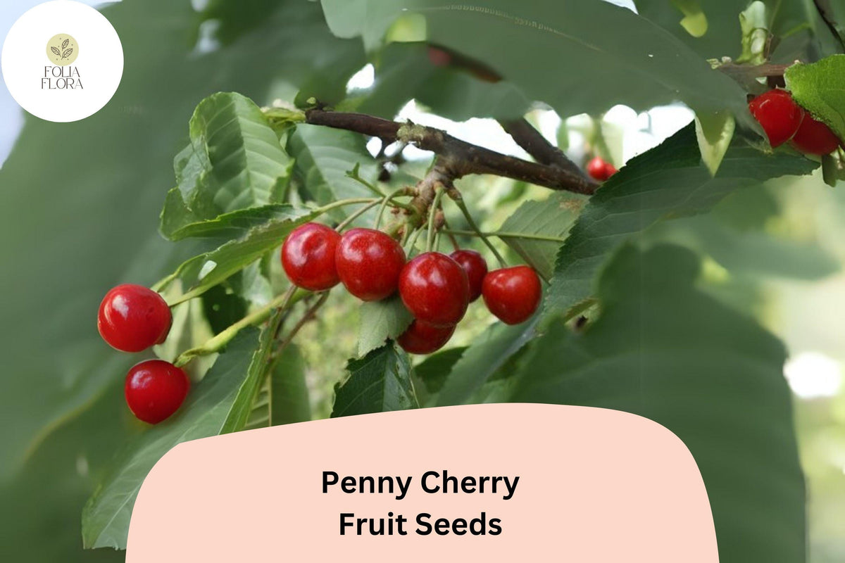 10+ Penny Cherry Seeds â€“ Sweet, Juicy, Cold-Hardy Cherry Tree