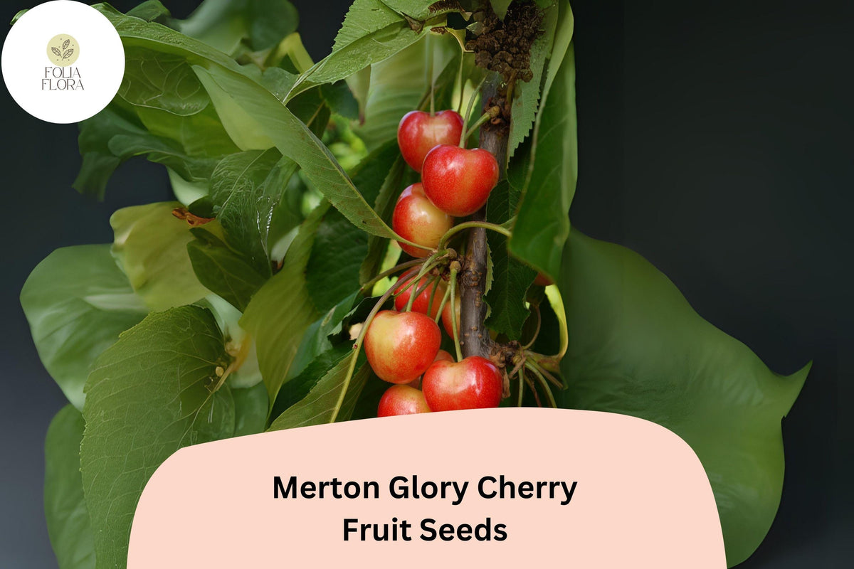 10+ Merton Glory Cherry Seeds â€“ Sweet, Large, Juicy White Cherry Tree