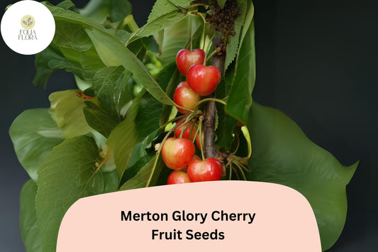 10+ Merton Glory Cherry Seeds â€“ Sweet, Large, Juicy White Cherry Tree