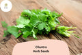 1000pcs Cilantro Seeds for Planting â€“ Heirloom Coriander â€“ Non-GMO Culinary Herb