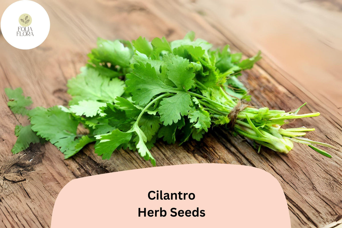 1000pcs Cilantro Seeds for Planting â€“ Heirloom Coriander â€“ Non-GMO Culinary Herb