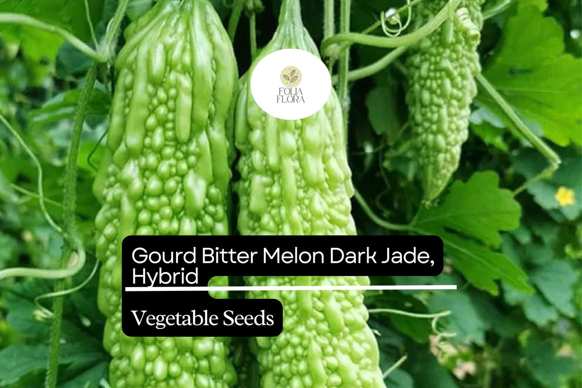 15 Heirloom Bitter Melon Seeds â€“ Fast-Growing Green Gourd
