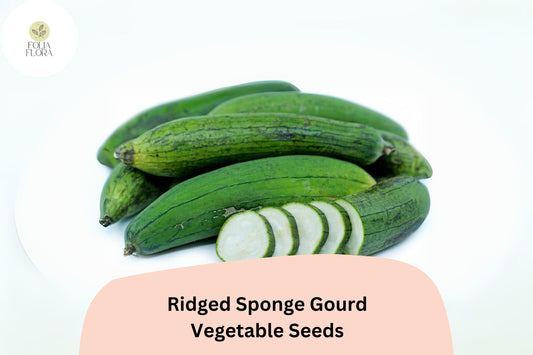 Ridged Sponge Gourd Seeds - Heirloom Luffa, Trellis Vegetable (20pcs)