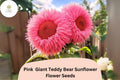 Pink Giant Teddy Bear Sunflower Seeds â€“ Heirloom, Fluffy Blooms (50pcs)