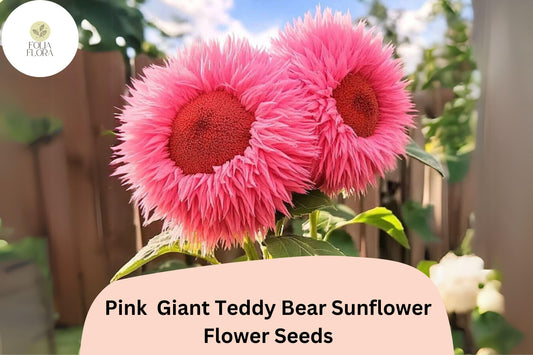 Pink Giant Teddy Bear Sunflower Seeds â€“ Heirloom, Fluffy Blooms (50pcs)