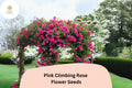 20 Pink Climbing Rose Seeds â€“ Fragrant, Fast Growing Blooms