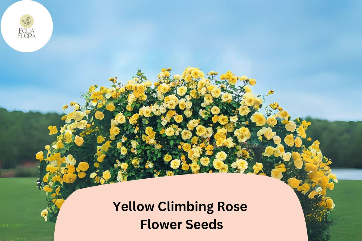 Yellow Climbing Rose Seeds â€“ Fragrant, Rare & Fast Growing (20pcs)