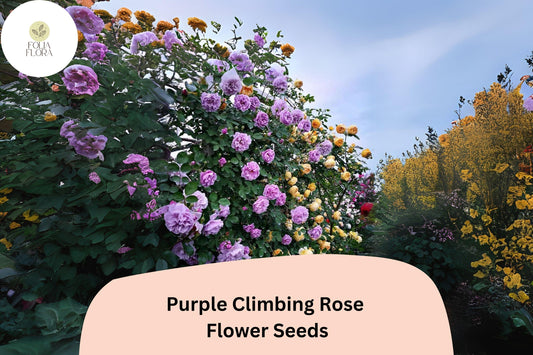 Purple Climbing Rose Seeds â€“ Rare, Fragrant Blooms (20pcs)