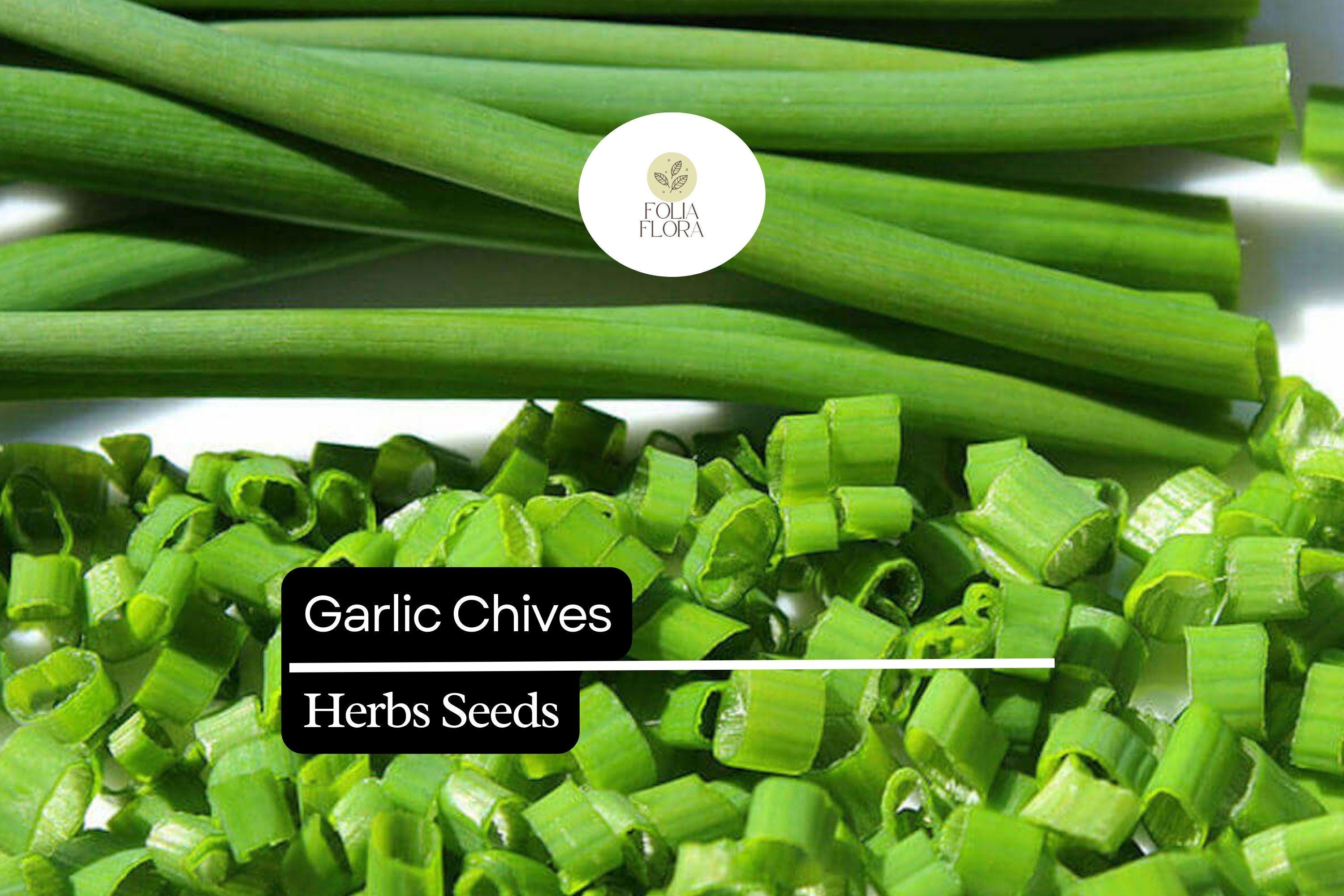 500 Garlic Chive Seeds â€“ Heirloom Herb, Perennial, Edible Leaves & Flowers, Easy to Grow