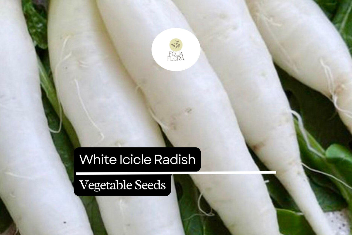 White Icicle Radish Seeds â€“ Heirloom, Fast-Growing, Mild Flavor