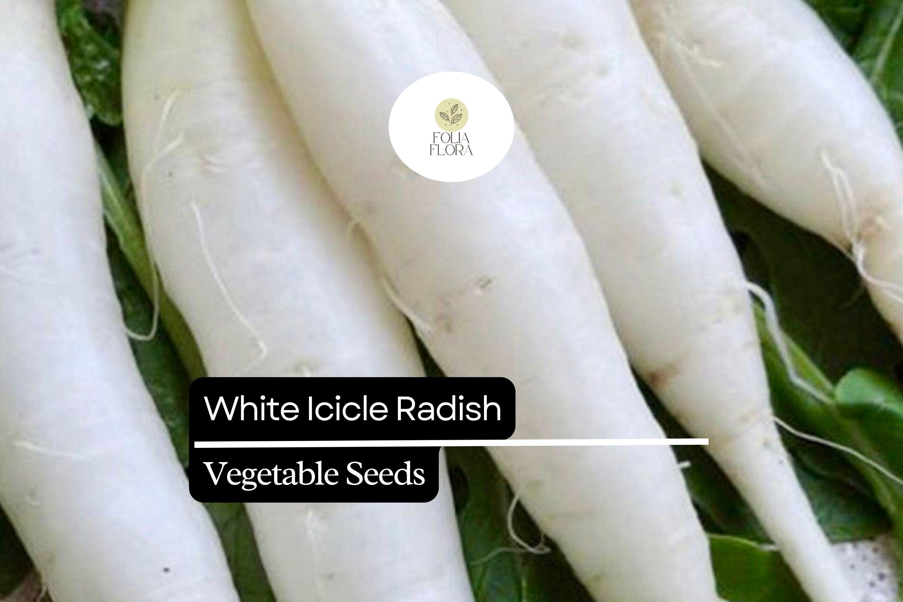 White Icicle Radish Seeds â€“ Heirloom, Fast-Growing, Mild Flavor