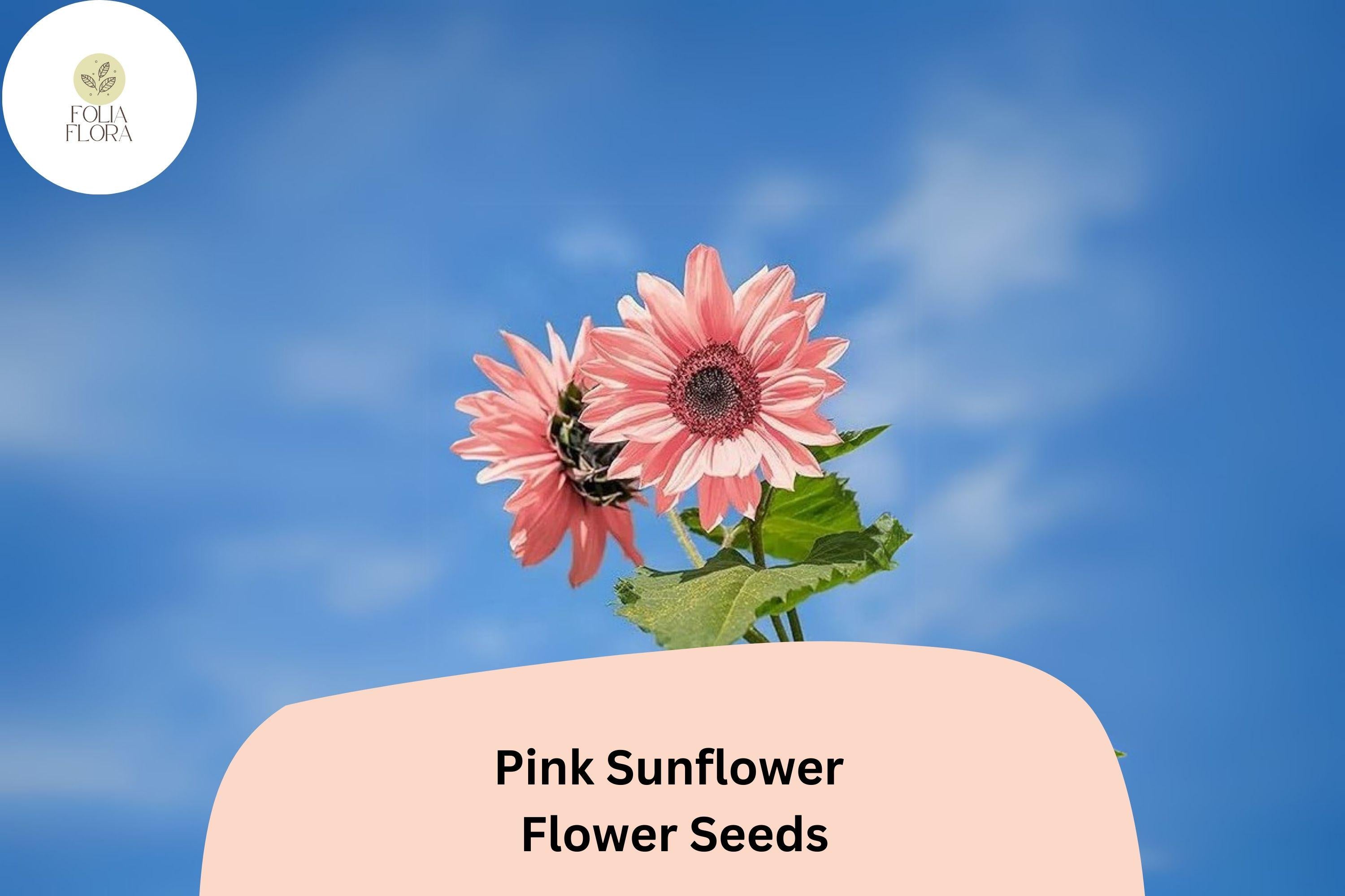 50 Non-GMO Pink Sunflower Seeds | Rare Rose Blooms