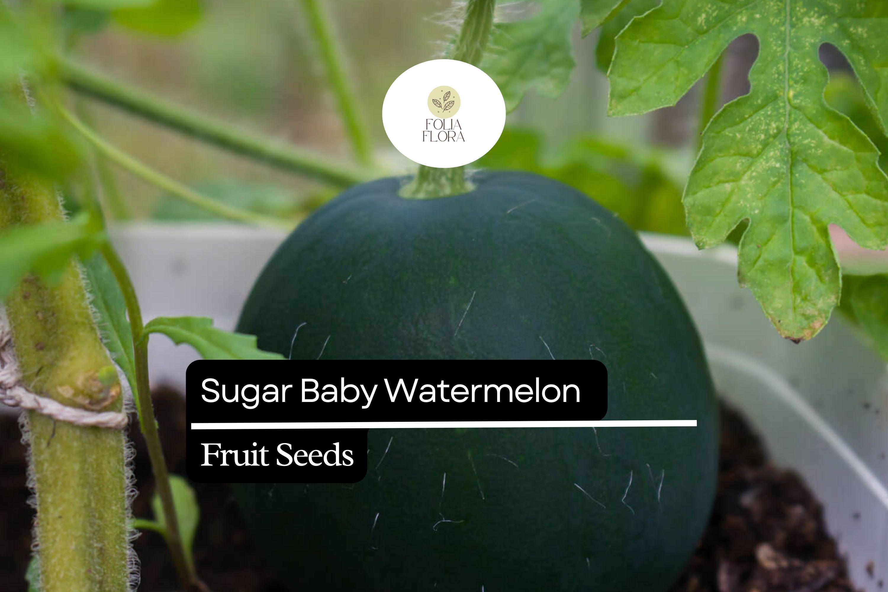 45pcs Sugar Baby Watermelon Seeds | Juicy & Sweet | Easy to Grow | Non-GMO
