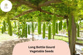 Long Bottle Gourd Seeds â€“ Heirloom Vegetable for Trellis Gardens