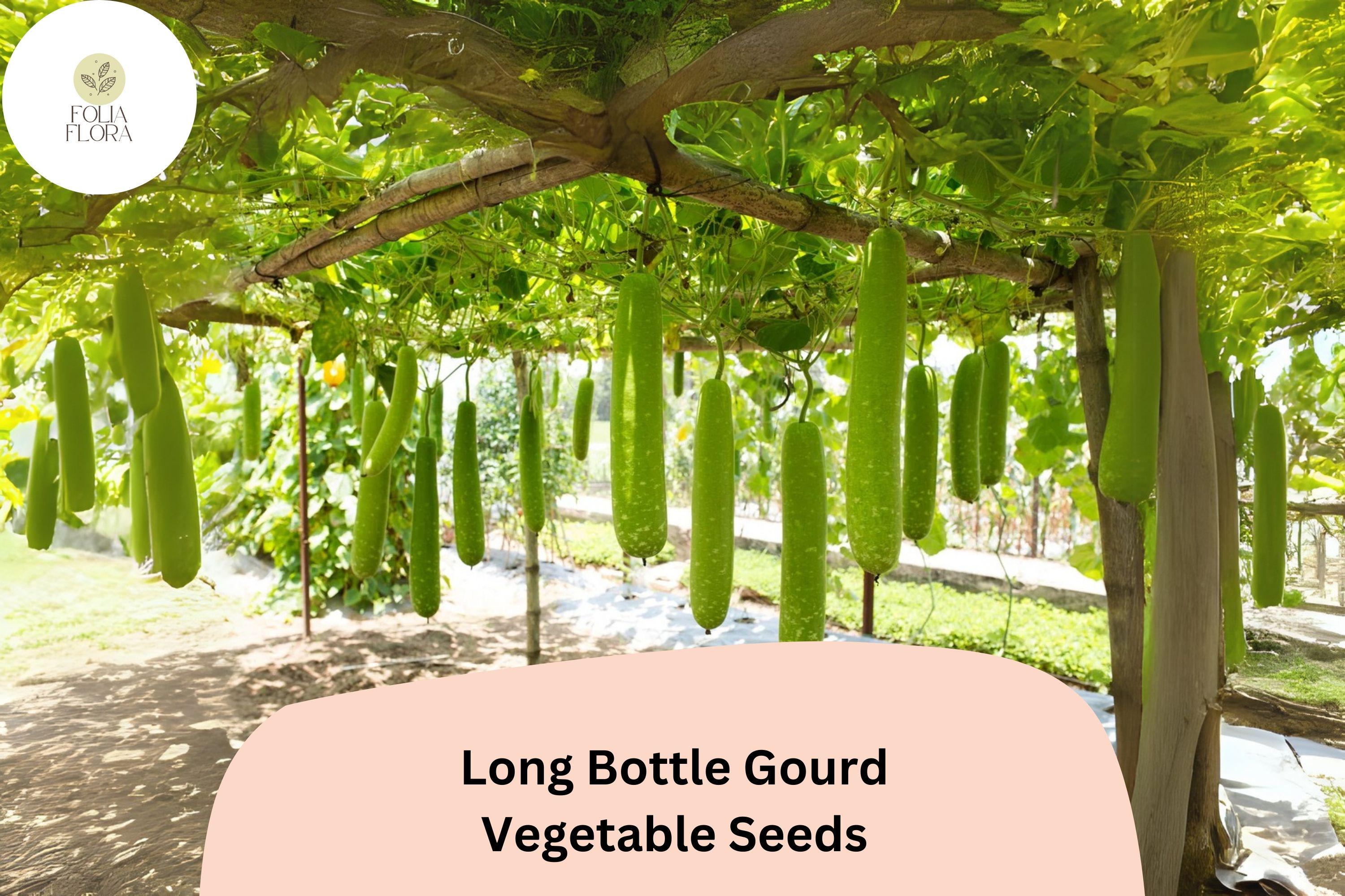 Long Bottle Gourd Seeds â€“ Heirloom Vegetable for Trellis Gardens