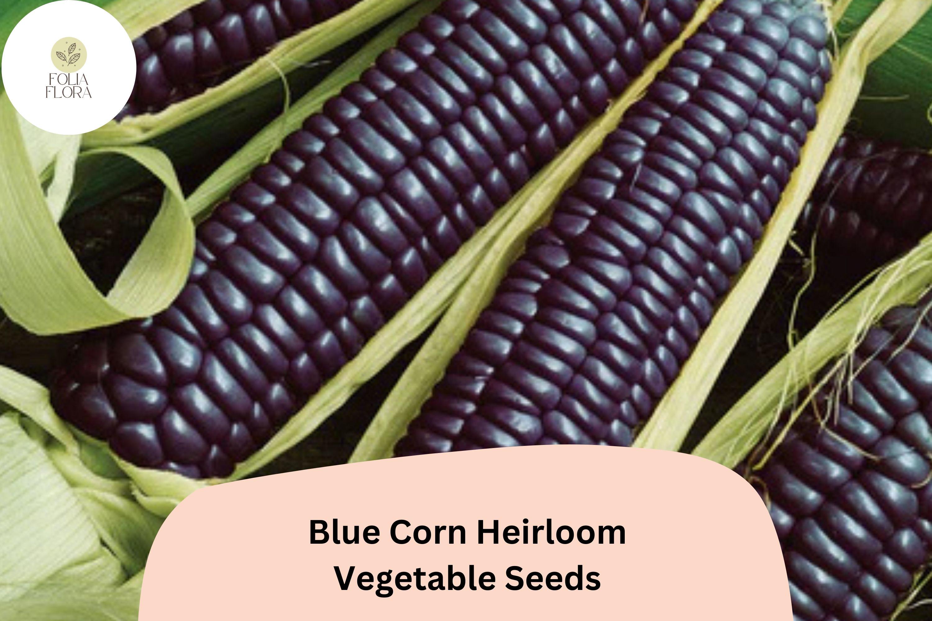 50 Blue Corn Heirloom Seeds â€“ Rare Sweet Maize Variety