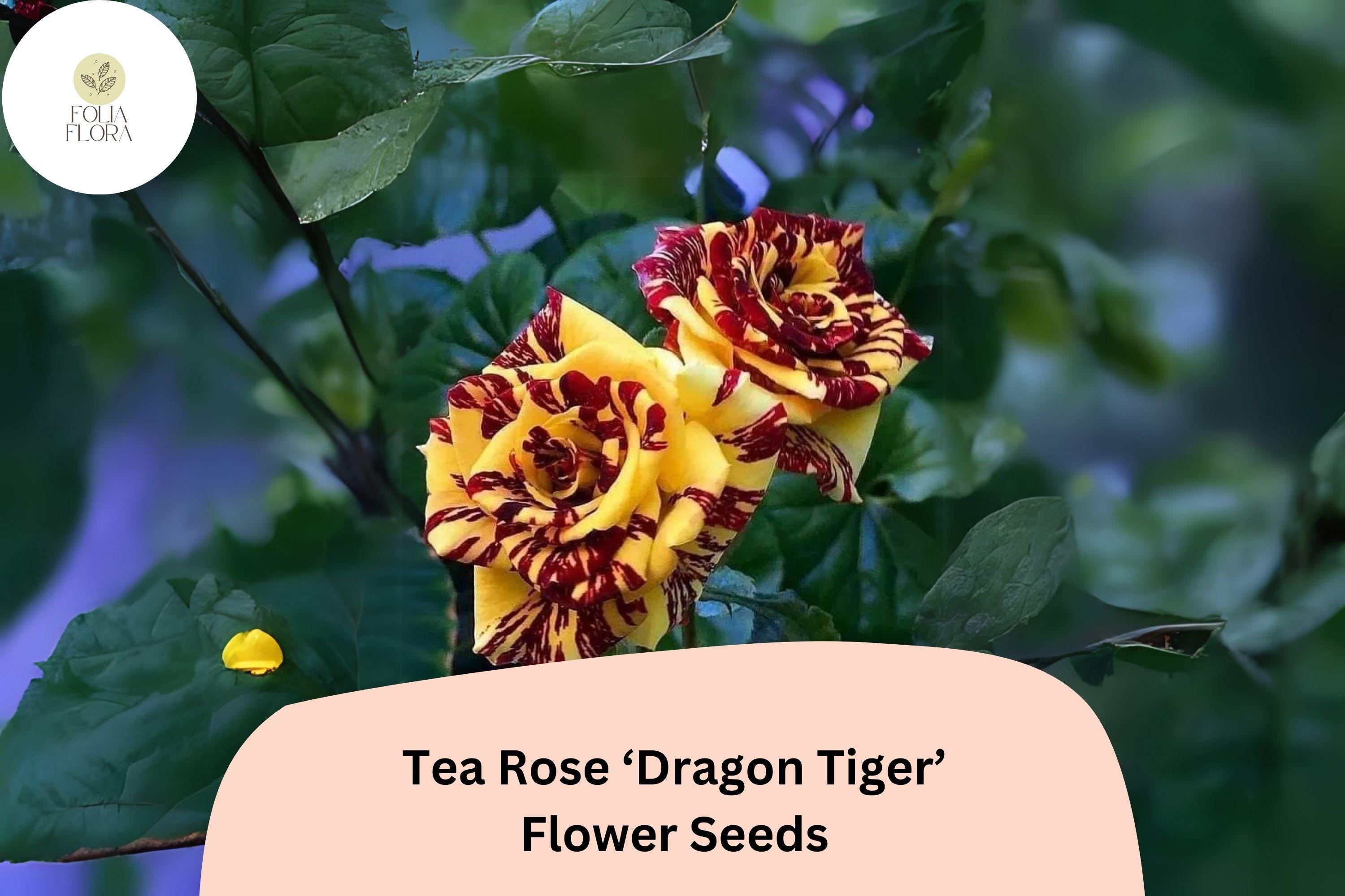 20 Dragon Tiger Tea Rose Seeds â€“ Rare Striped Rose Variety