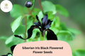30pcs Siberian Iris Seeds â€“ Velvety Black Blooms for Elegant Garden Beauty
