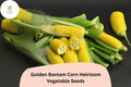 50pcs Golden Bantam Corn Seeds â€“ Heirloom Sweet Corn for Home Gardens