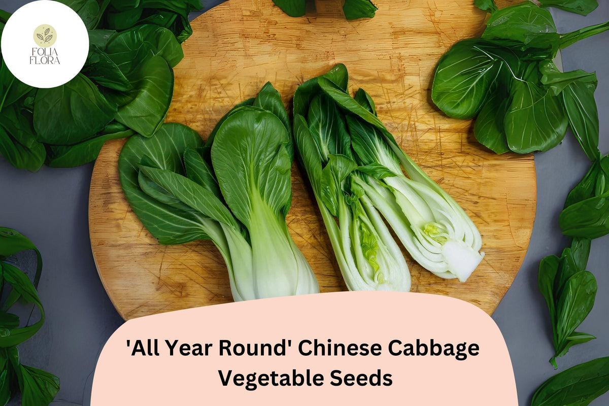 1000pcs 'All Year Round' Chinese Cabbage Seeds â€“ Crisp, Mild Flavor for Continuous Harvest