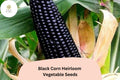 50pcs Black Corn Heirloom Seeds â€“ Unique Deep Purple Kernels for Home Gardens